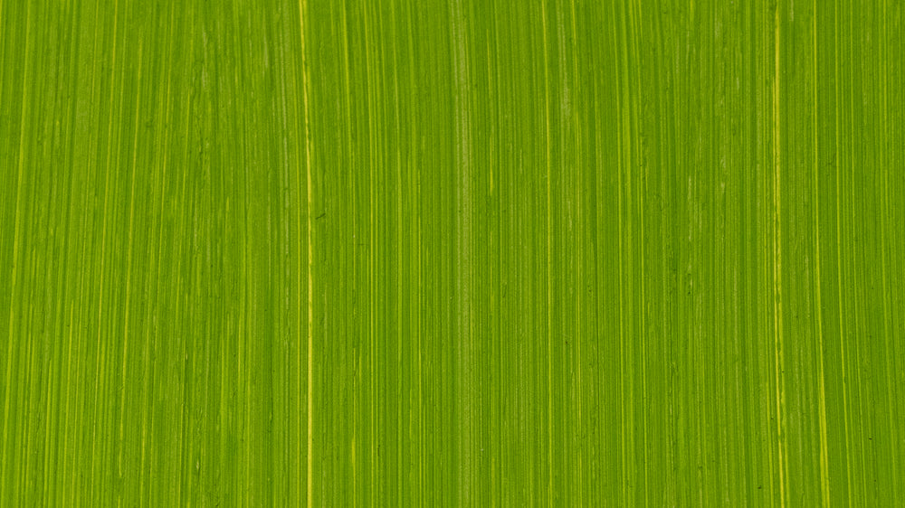 Cadmium Green Oil Paint - Michael Harding